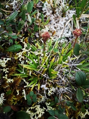 Tofieldia coccinea