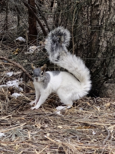 Red-bellied Squirrel, Zoológico de San Juan de Aragón, 07920 Ciudad de México, CDMX, México, photo 5 of 10