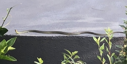 Common Tree Snake sighting