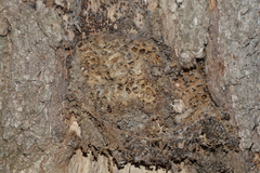 Thaumetopoea processionea