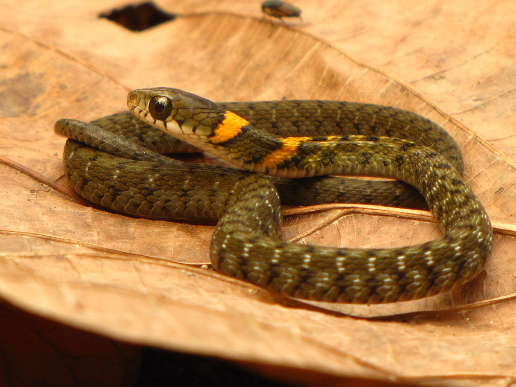 Orange-Collared Keelback