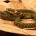 喜山頸槽蛇 - Photo 由 Rohit Naniwadekar 所上傳的 (c) Rohit Naniwadekar，保留部份權利CC BY