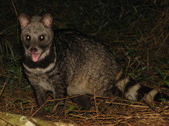 Large Indian Civet photo 4