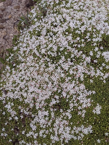 Frankenia triandra (Frankenia triandra)