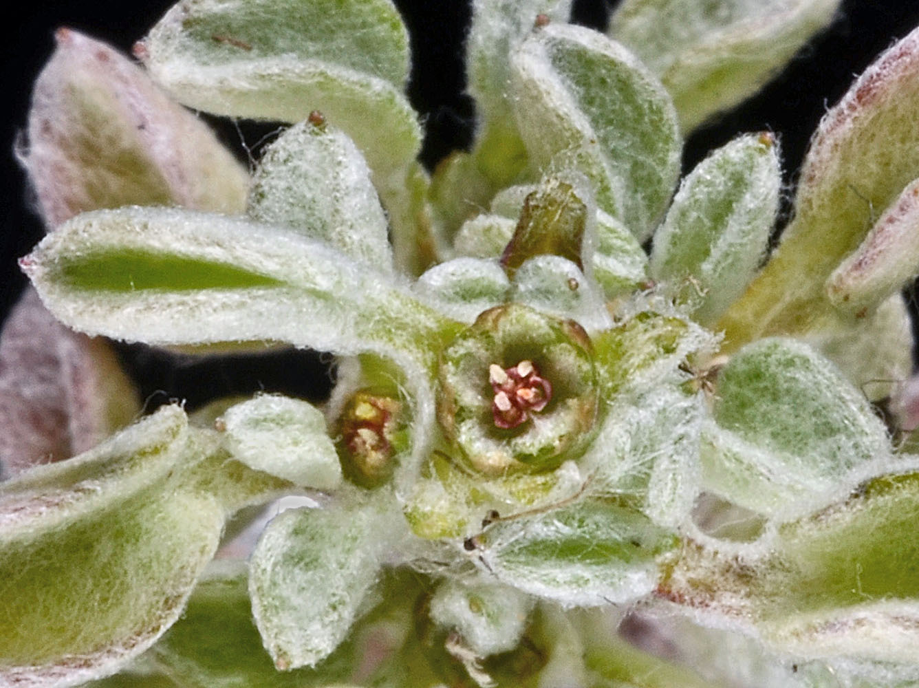 Hesperevax sparsiflora
