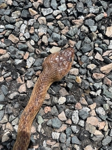Brown Tree Snake sighting