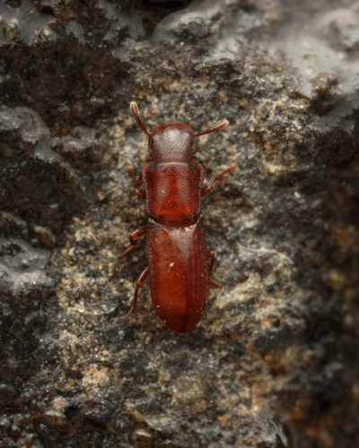 Typhlusechus singularis