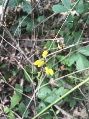 Baptisia tinctoria