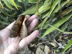 Acacia crassicarpa