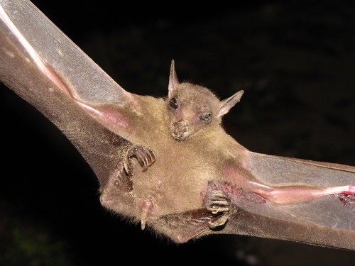 Leschenault's Rousette