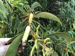 Acacia crassicarpa