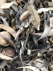 Acacia crassicarpa