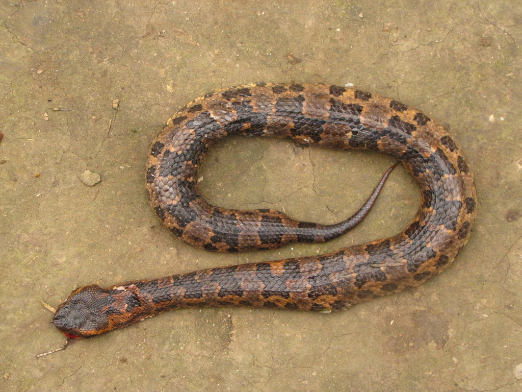 Chinese Mountain Pit Viper