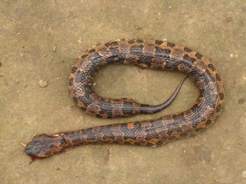 Chinese Mountain Pit Viper