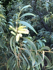 Acacia crassicarpa