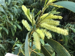 Acacia crassicarpa