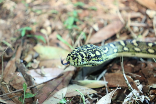 Diamond Python sighting