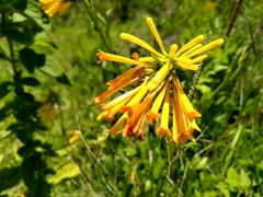 Bouvardia cordifolia