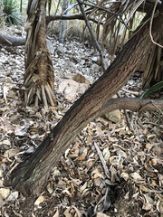 Acacia crassicarpa