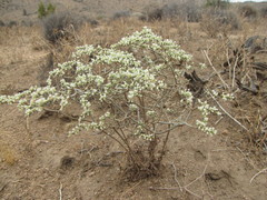 Eriogonum plumatella