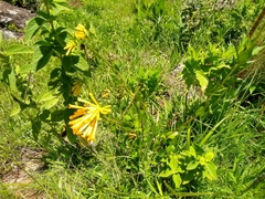 Bouvardia cordifolia