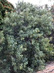 Acacia crassicarpa