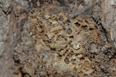 Thaumetopoea processionea