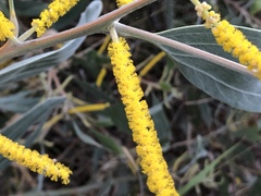 Acacia holosericea