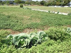 Brassica oleracea capitata