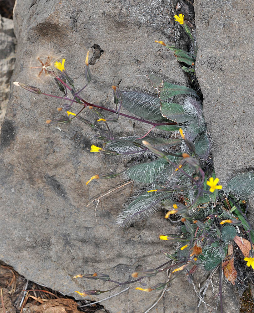 Hieracium bolanderi