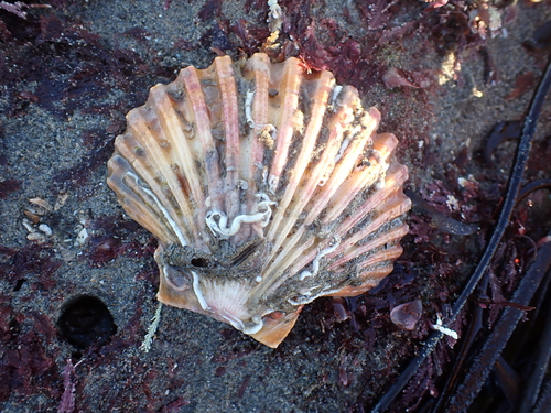 Leopecten diegensis observed 2025-01-12
