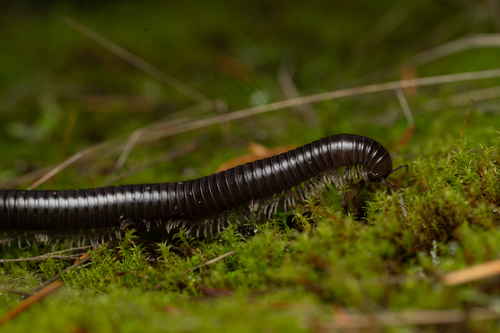 Paeromopus angusticeps photo 3