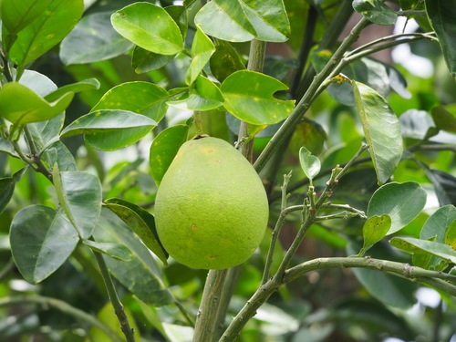 Citrus maxima