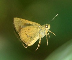 Isma bononia