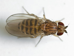 Drosophila busckii