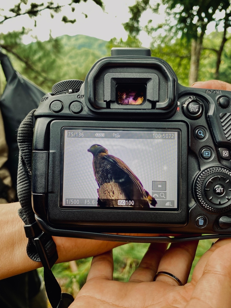 Sulawesi Serpent Eagle (Spilornis rufipectus)