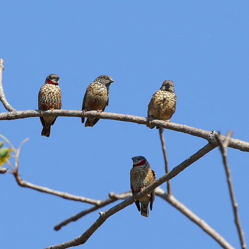 Cut-throat Finch (Amadina fasciata), photo 4