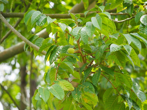 Canarium subulatum Guillaumin