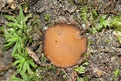 Trichophaea