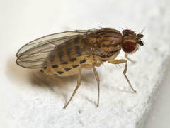 Drosophila busckii