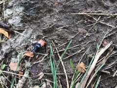 Nicrophorus marginatus