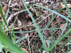Nicrophorus marginatus