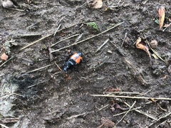 Nicrophorus marginatus