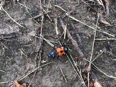 Nicrophorus marginatus