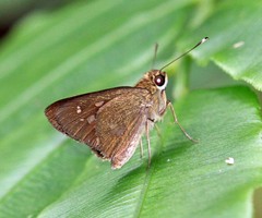 Isma umbrosa