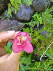 Lophospermum erubescens