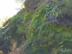 Lophospermum erubescens
