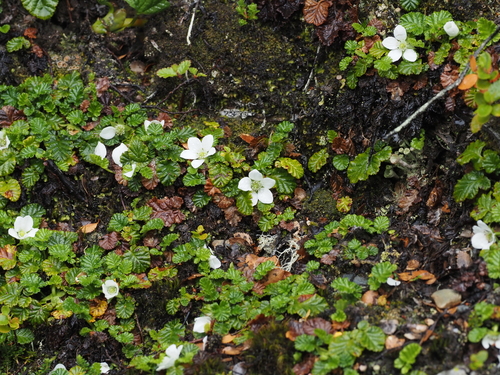 Image of Rubus geoides by (c) Rosario, some rights reserved (CC BY)