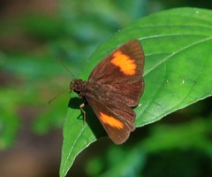 Koruthaialos rubecula
