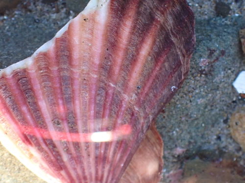 Leopecten diegensis observed 2025-01-12
